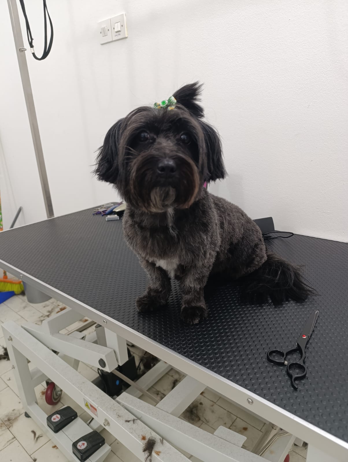 Grooming primjer 9