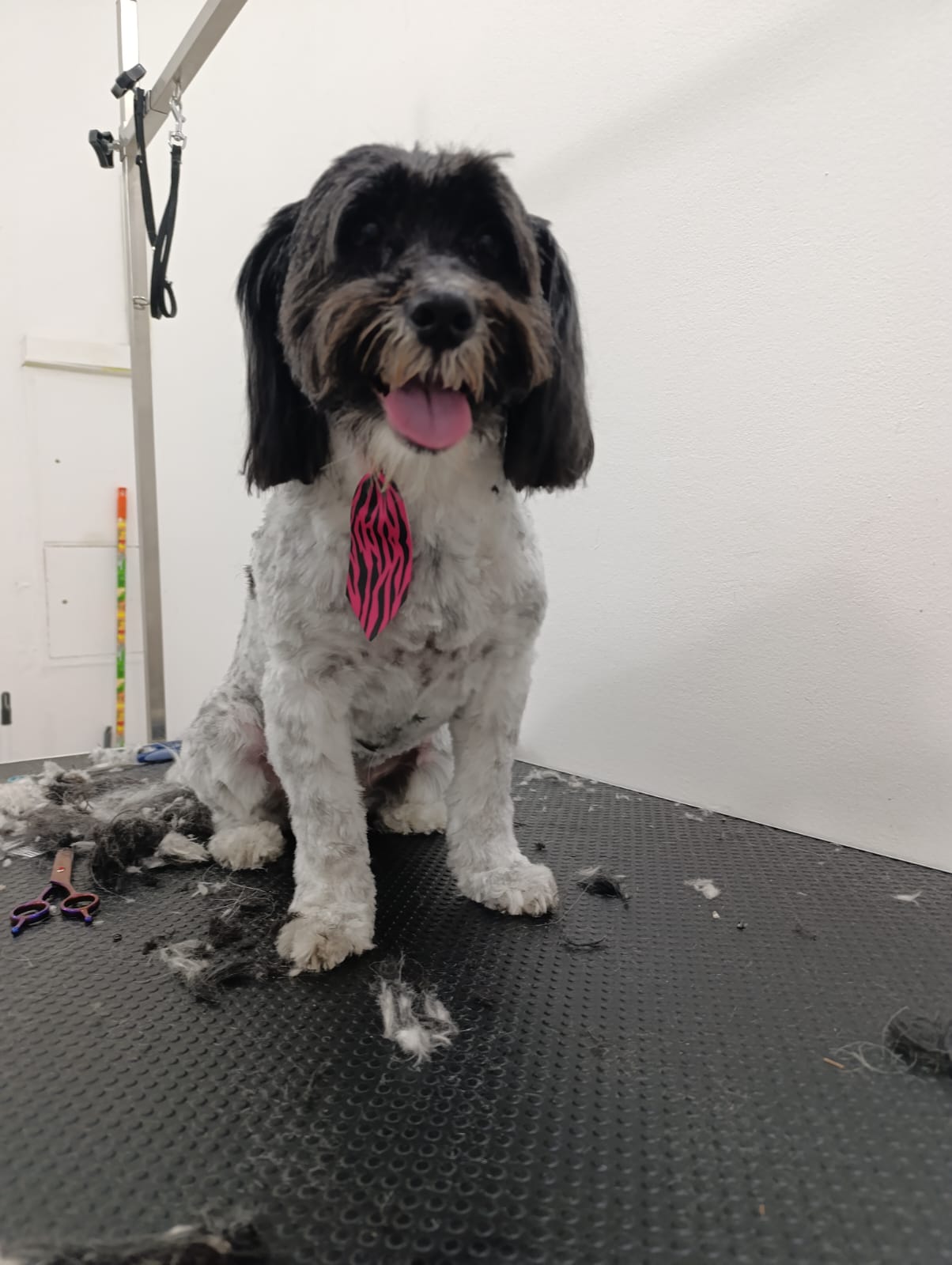 Grooming primjer 8