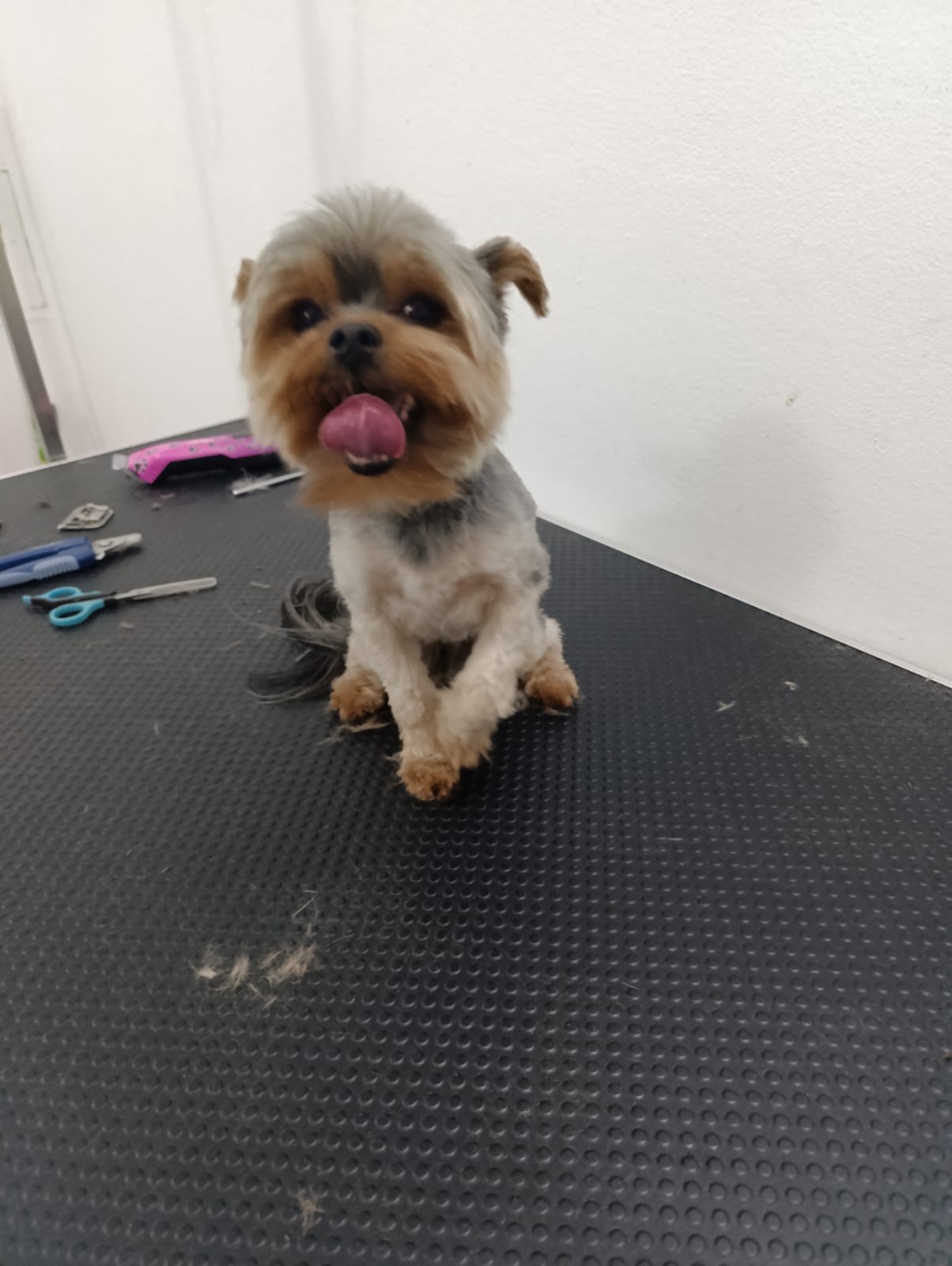 Grooming primjer 2