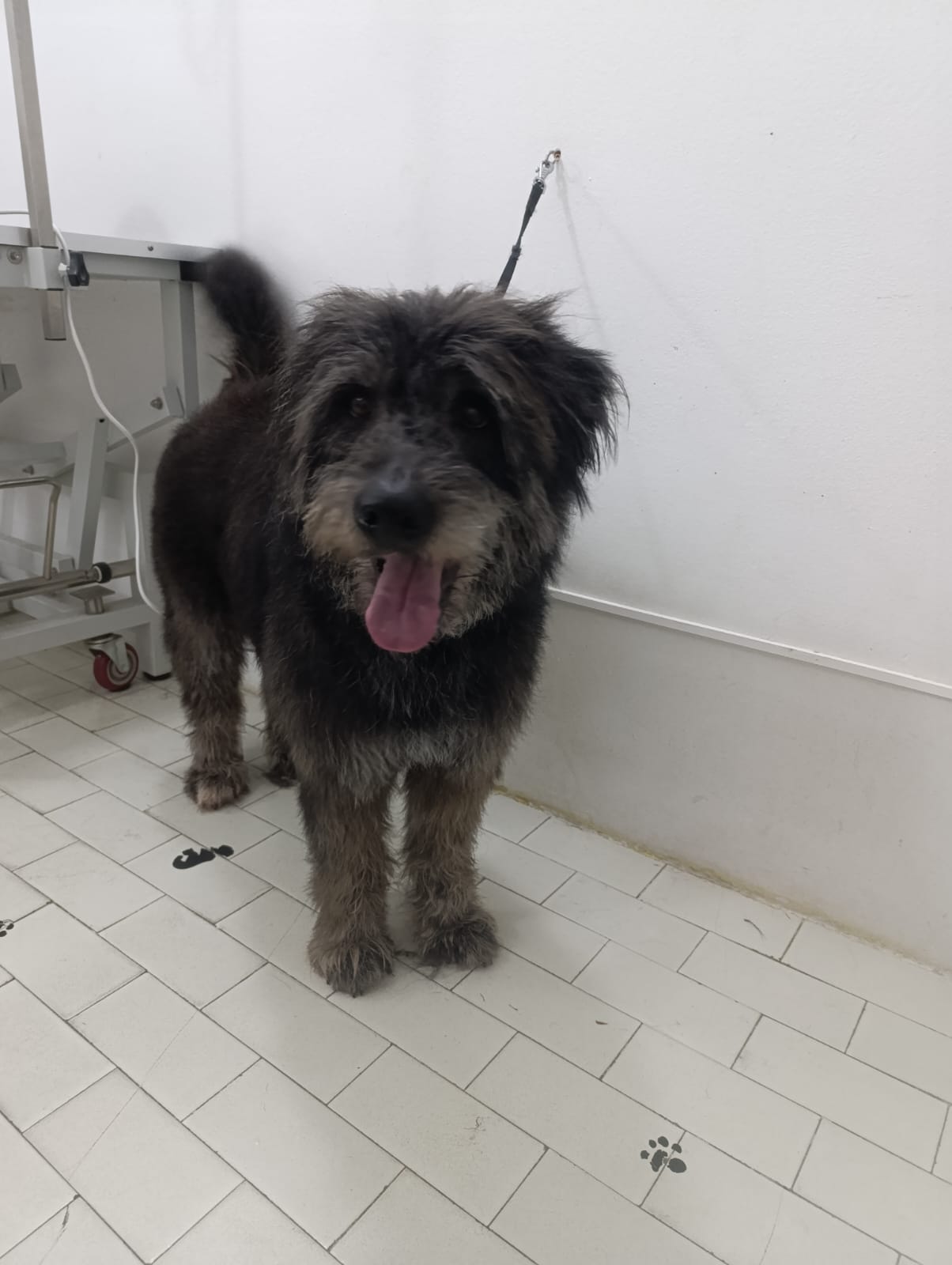 Grooming primjer 3
