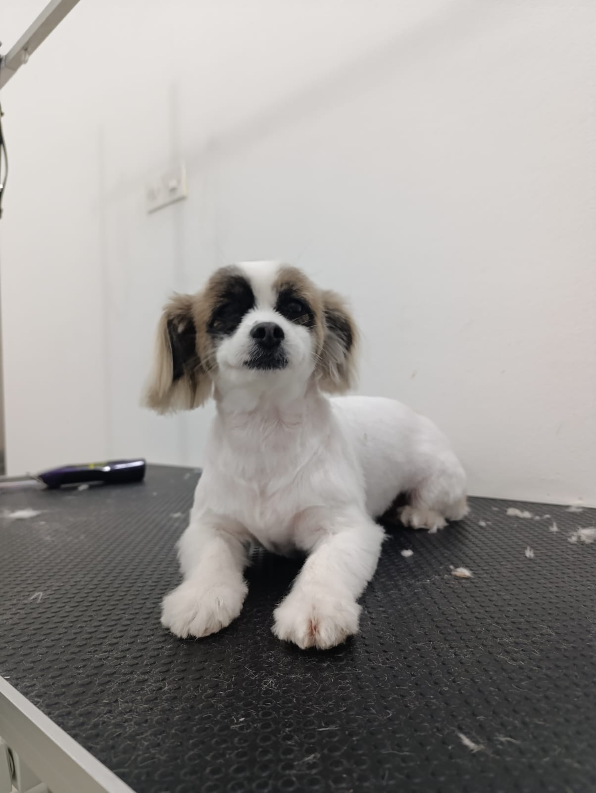 Maltezer